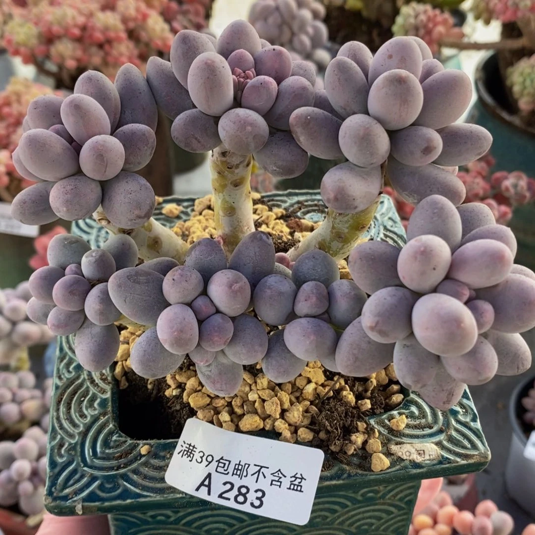 香水手指奶12cm283多肉植物