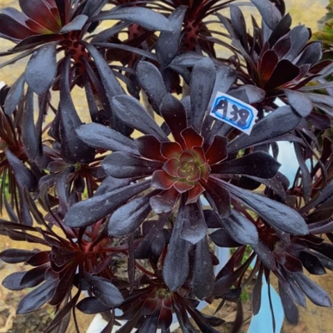 魔法师多肉38多肉