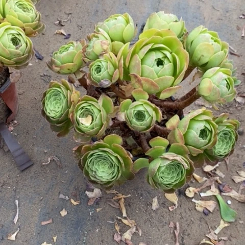 黄金沙拉碗50多肉植物法师法师