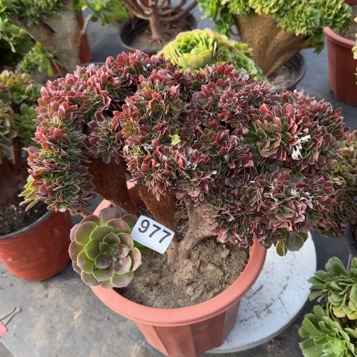 多肉植物玫瑰缀977