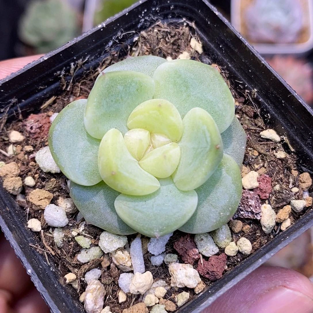 优选白甜心多肉植物