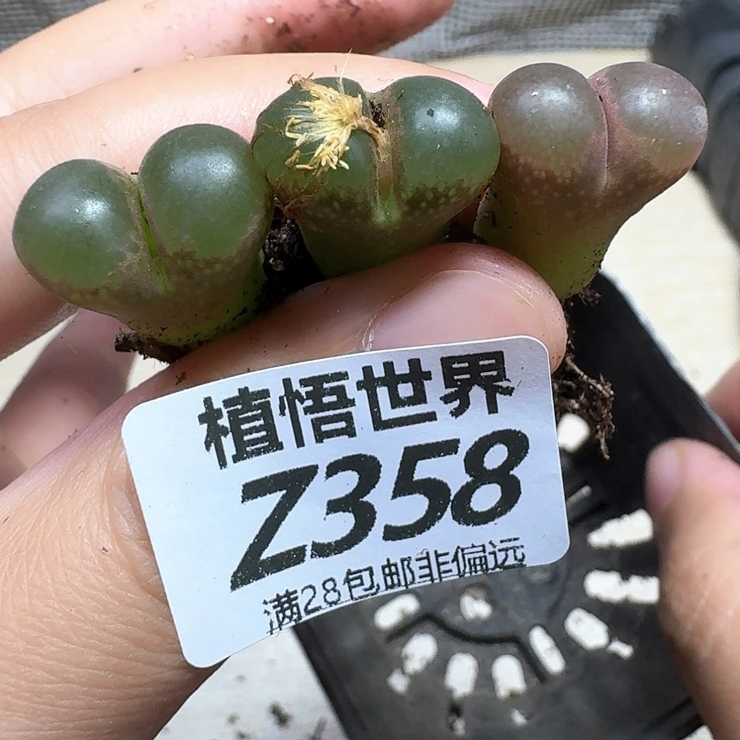 多肉植物的人生fghn