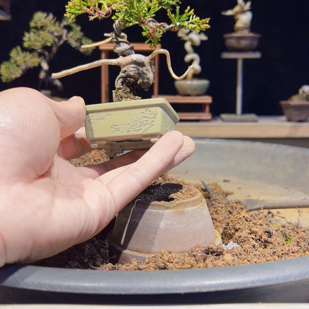 无花朵盆景1111111111