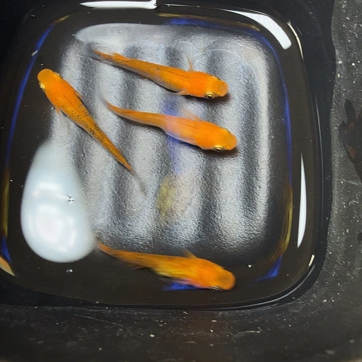 青鳉鱼151号拍品来光
