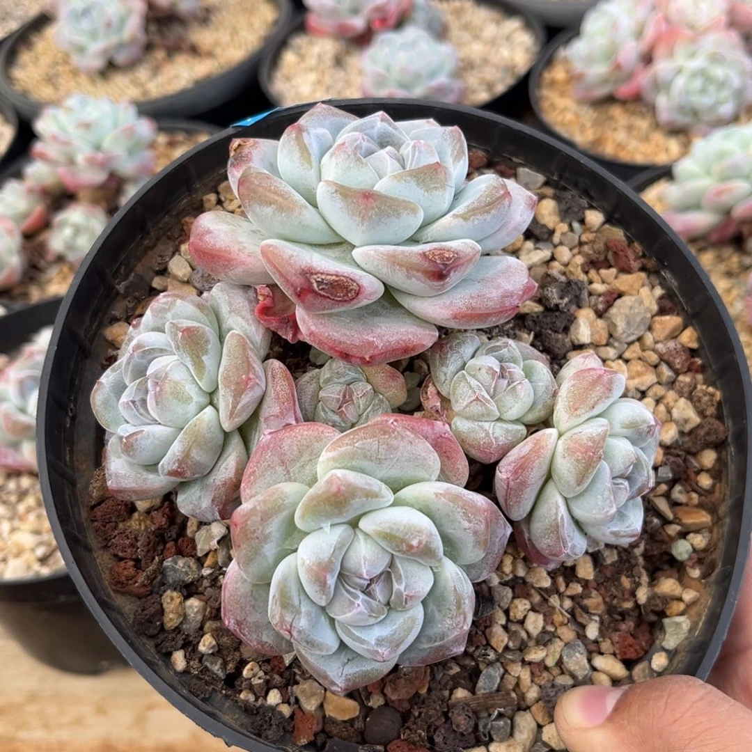 6头粗腿老桩冰玉哈哈哈哈