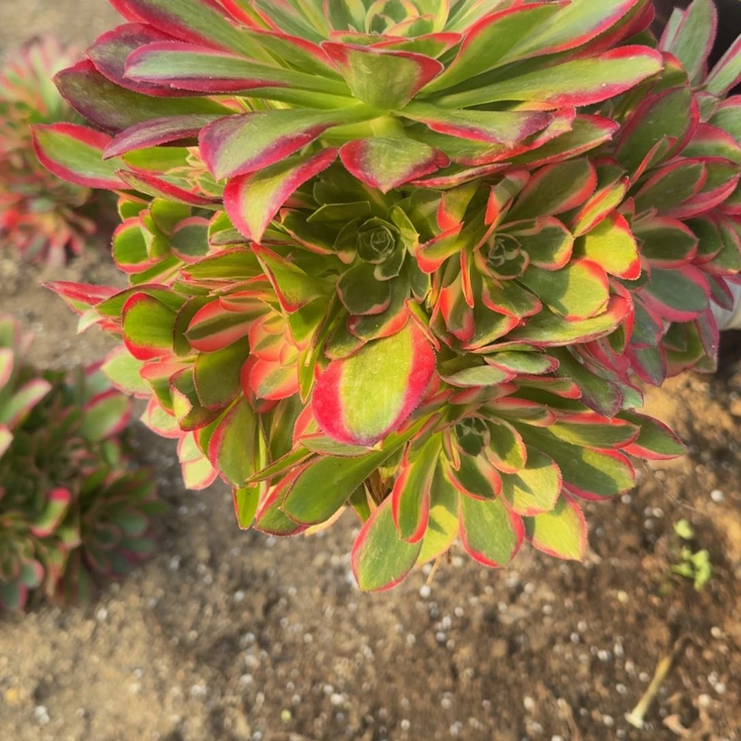 701妖月。多肉植物