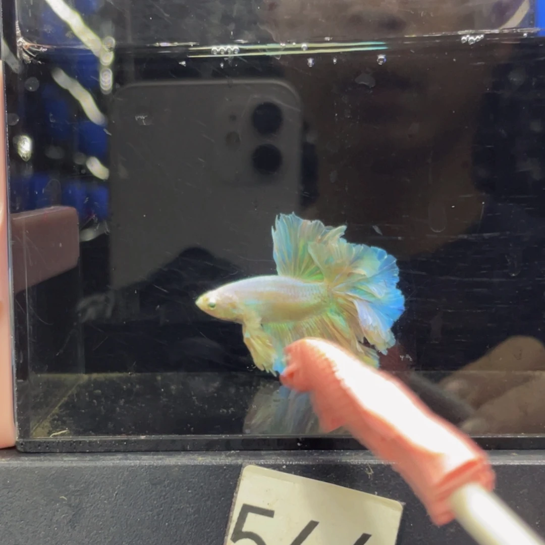 海水鱼这个编码是544