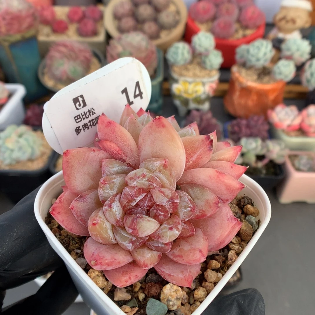 14 钻石珍妮多肉