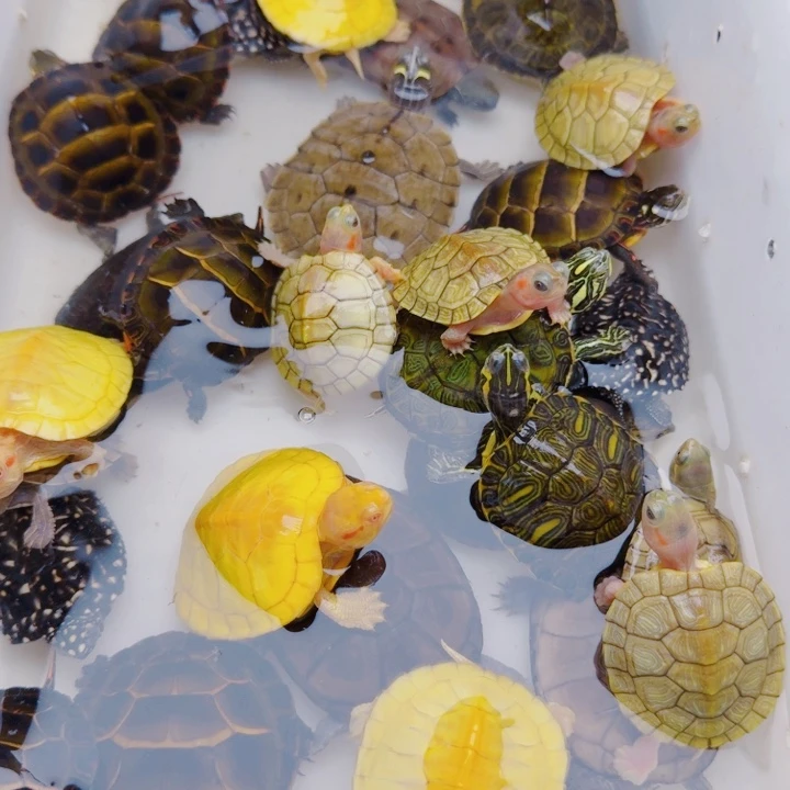 西***山母宠物龟222222222222小乌龟活体