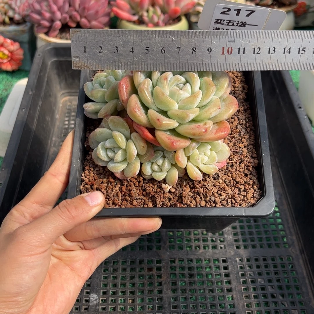 表妹精品多肉植物217.
