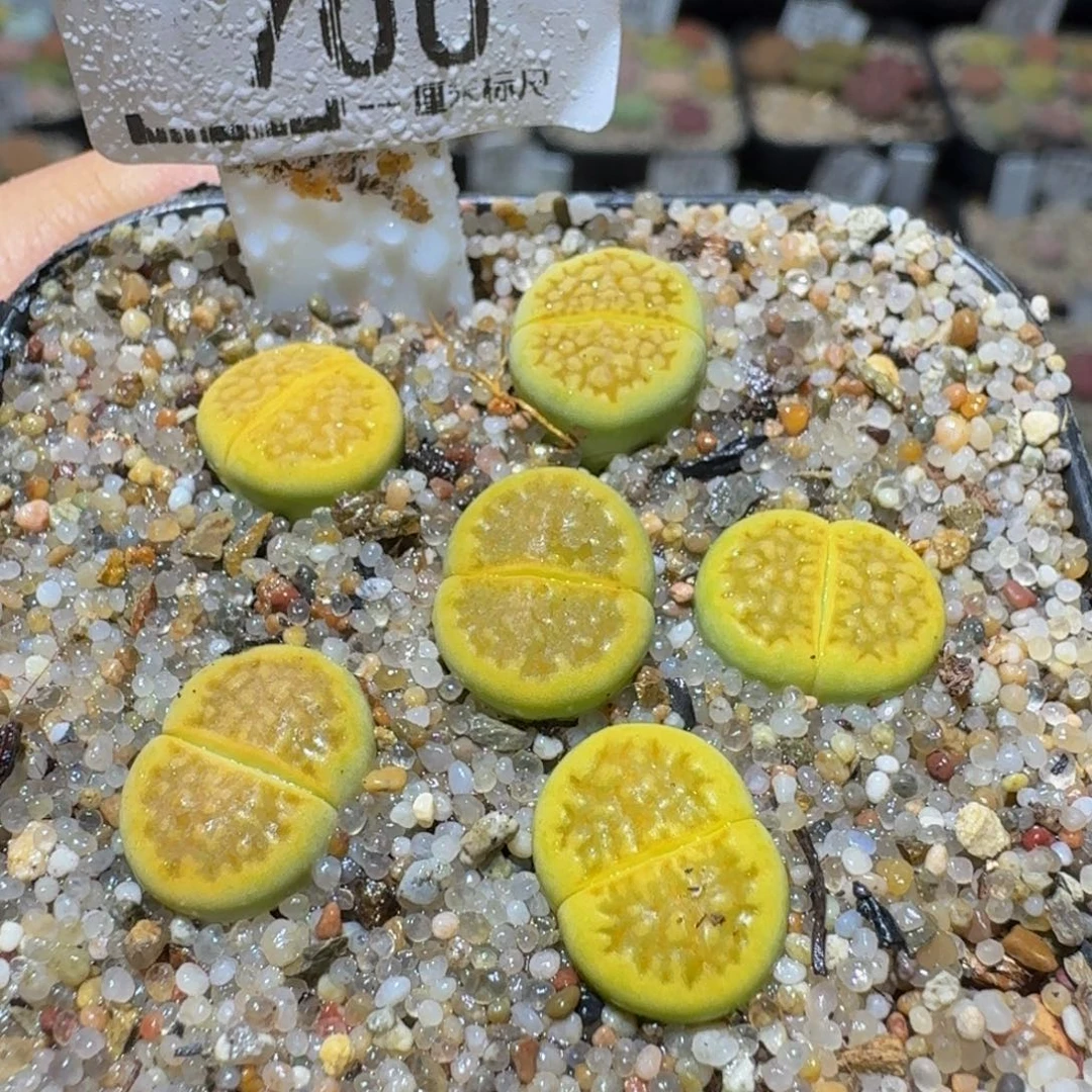 Ssss精品生石花700