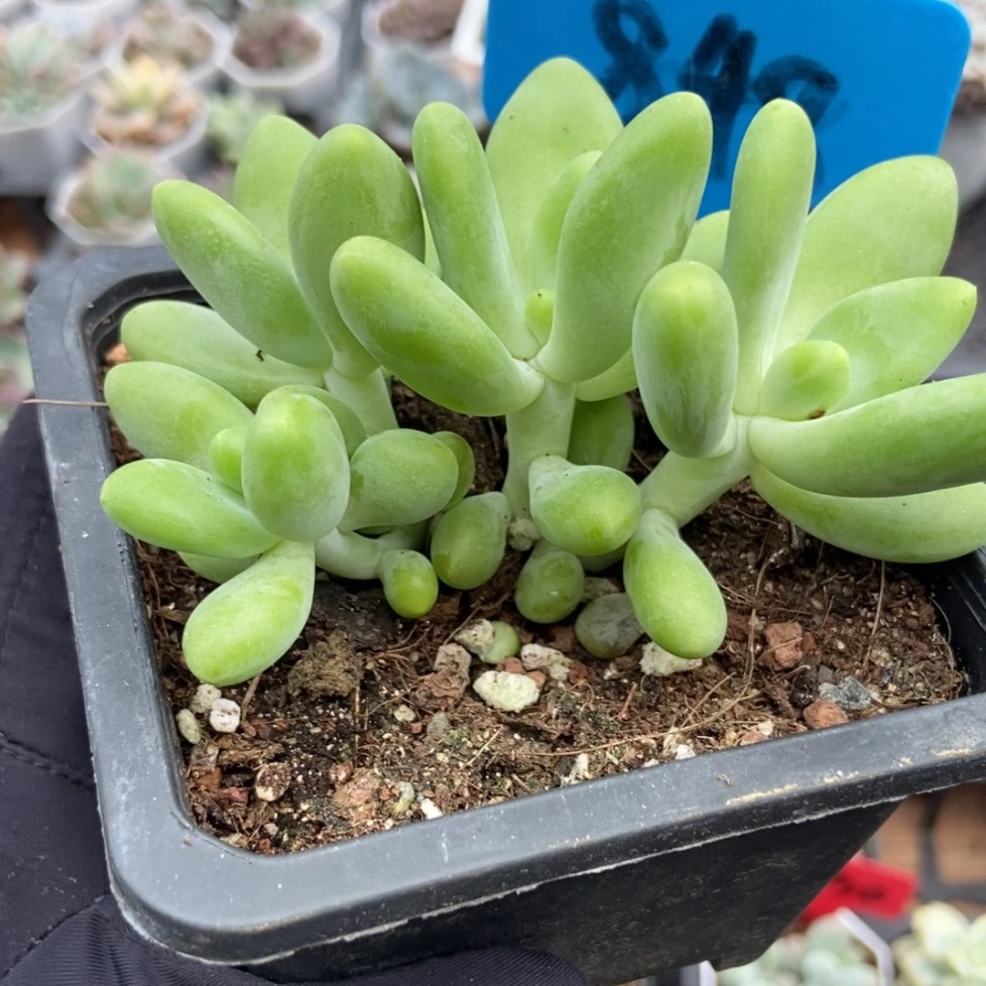 848芒果美人多肉植物