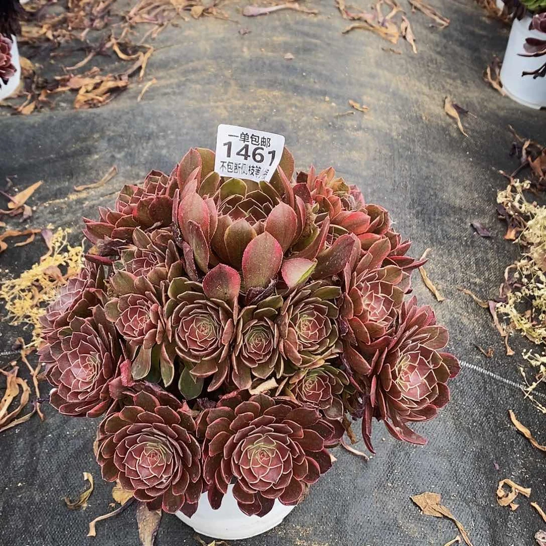 1461半夏多肉法师锦