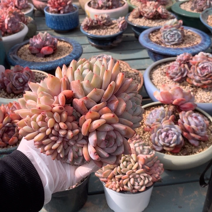 莎莎姐花花花花花花花花