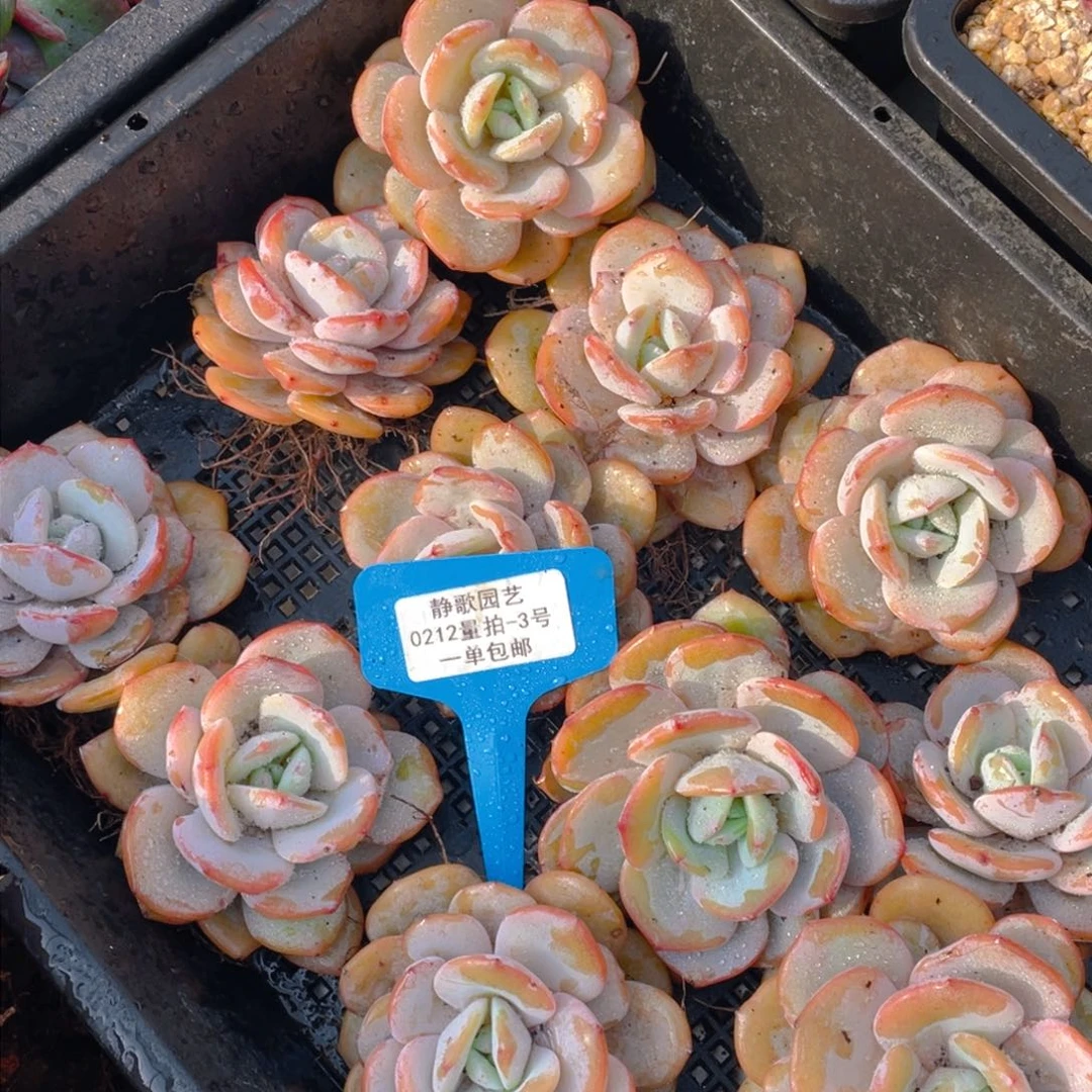 0212-3-韩版奶茶新年福利一颗