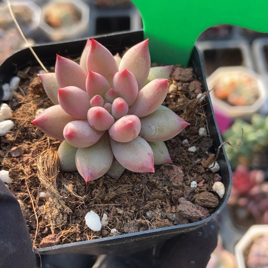 1004余美人多肉植物