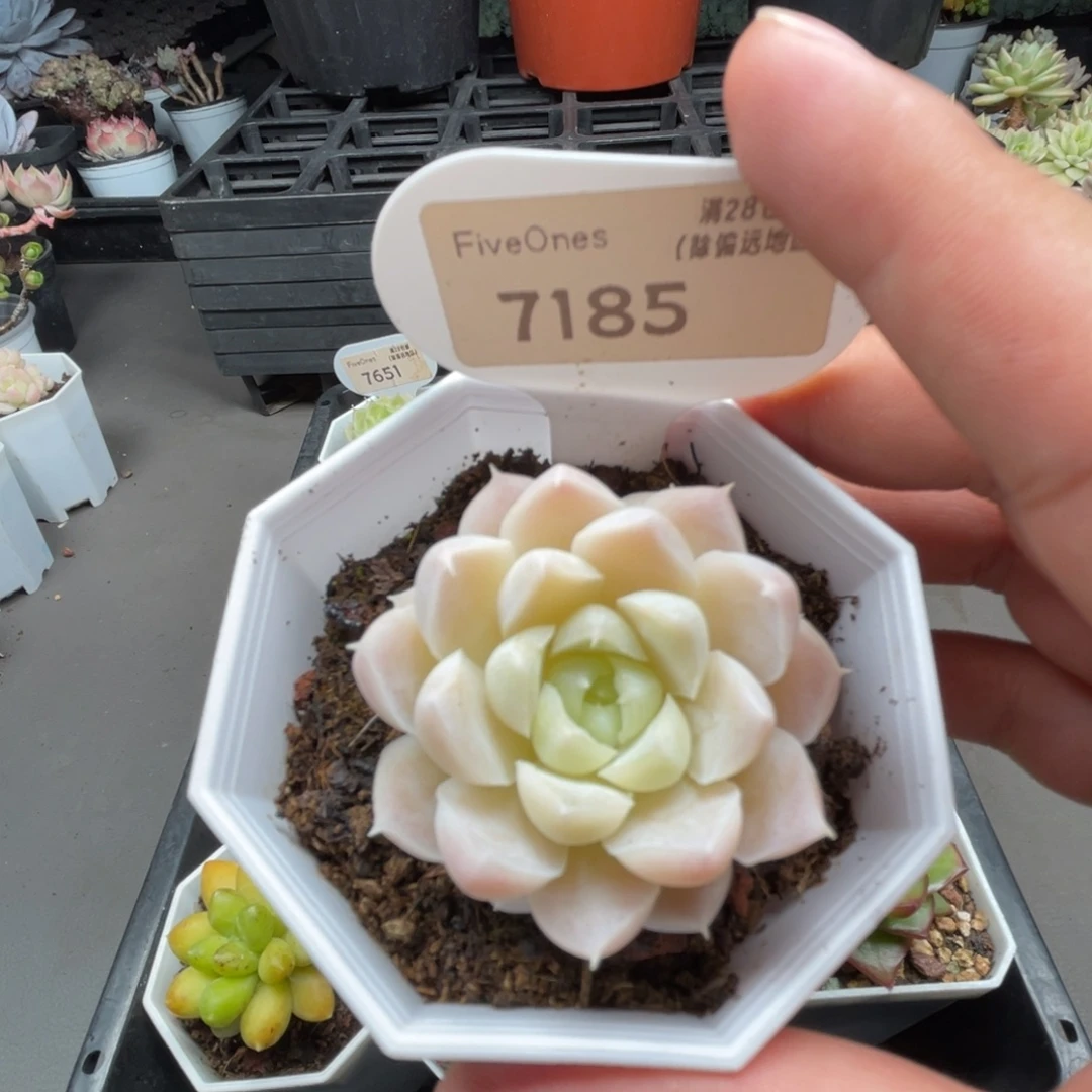 7185白月影5.0厘米