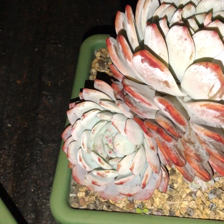 美**美119//////////////////