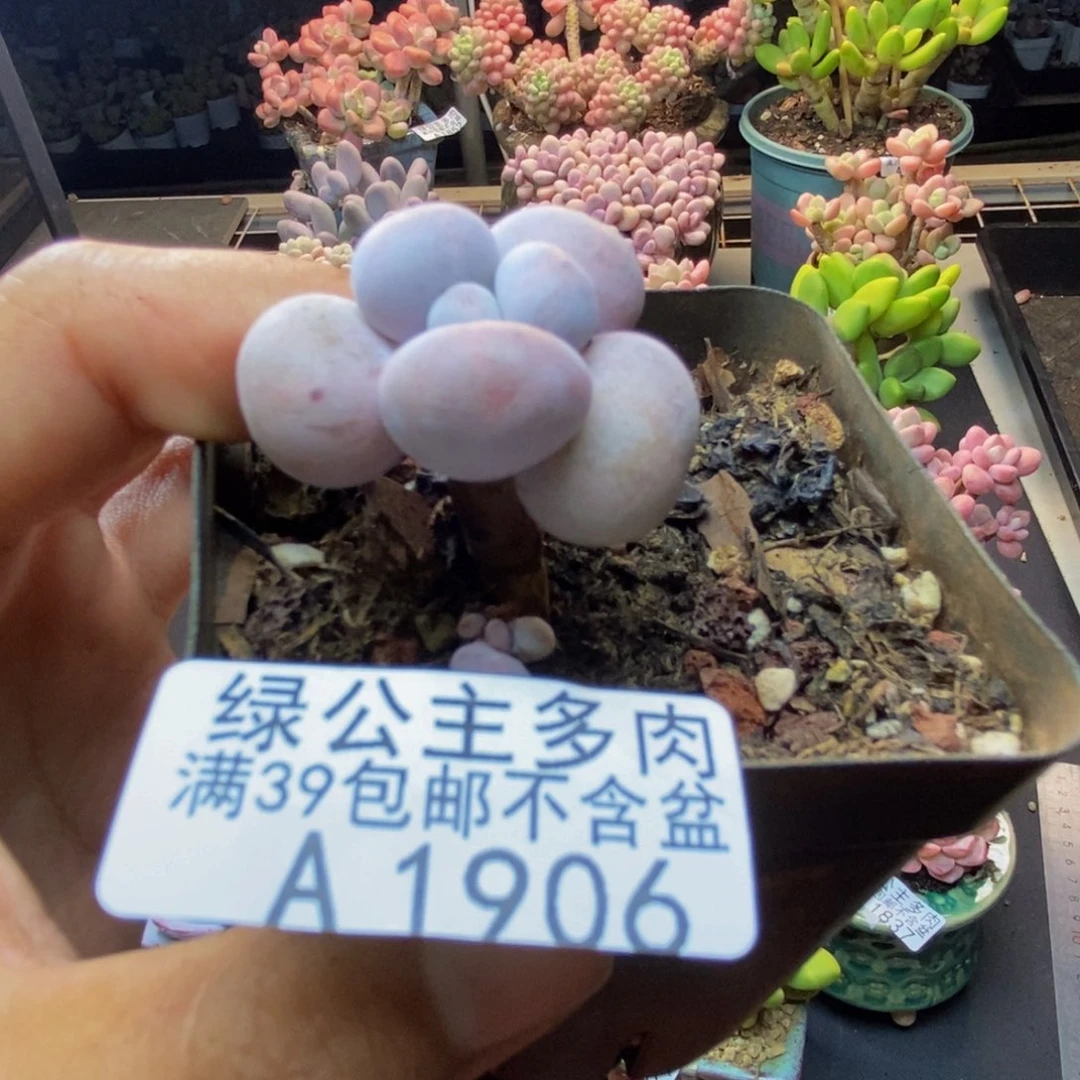 906橙奶多肉肉2c m