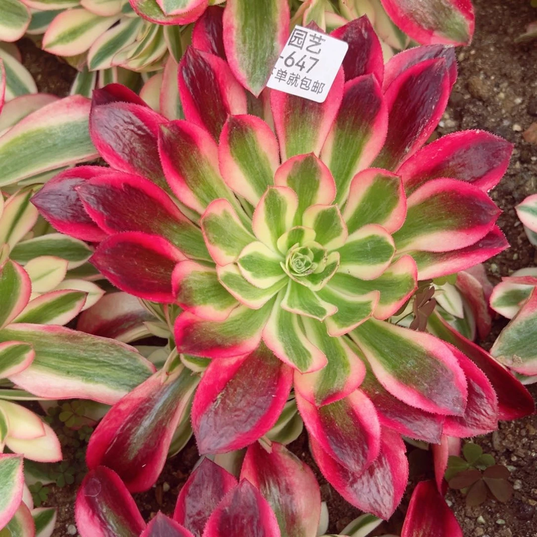 糖果女巫多肉植物647