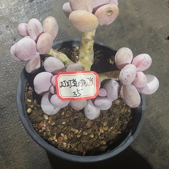 叮***当胭脂精品多肉彩虹奶