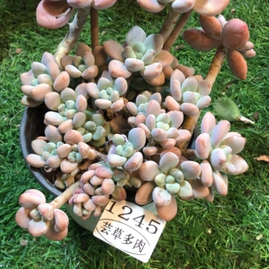 红洛神，1245，一物一拍
