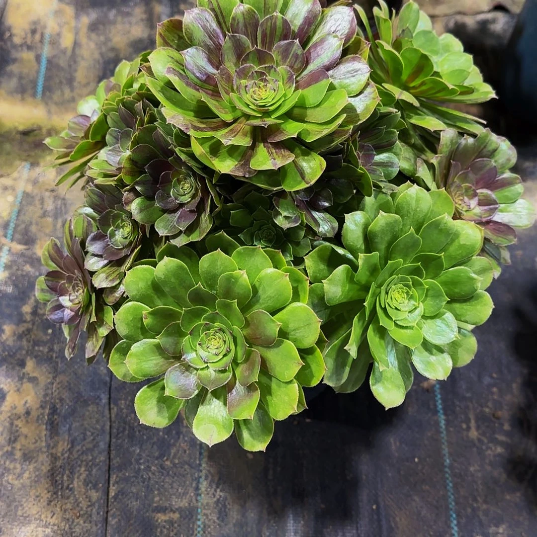 老庄花月夜法师58.8