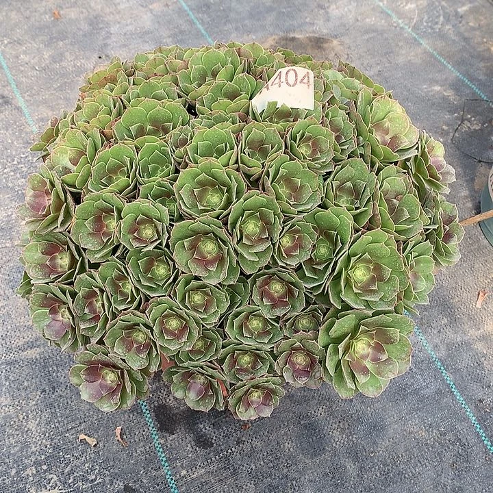 陈***）404.万圣节多肉植物