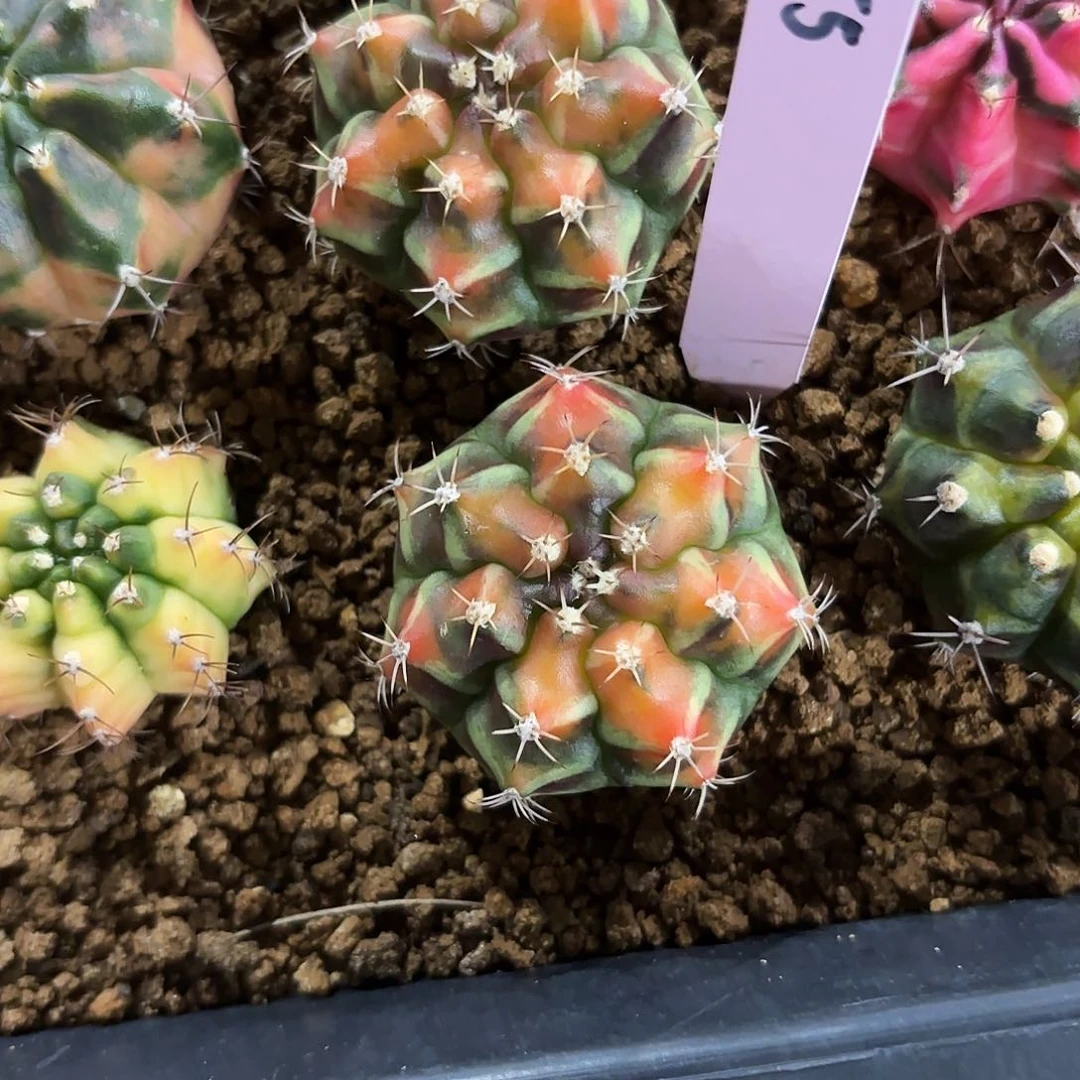 泰国米哈655-0220