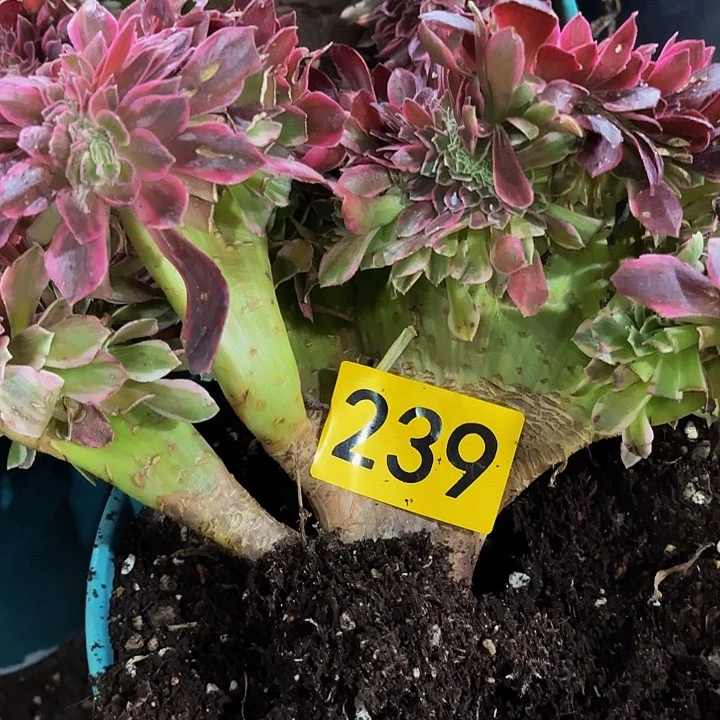 多肉植物福利来239