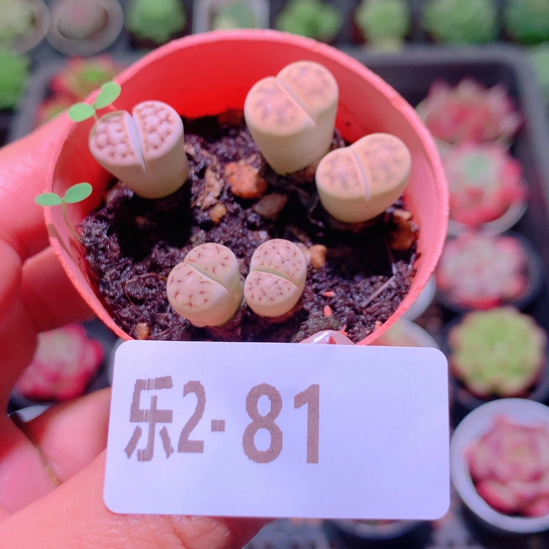 乐然 2-81 生石花 不包整