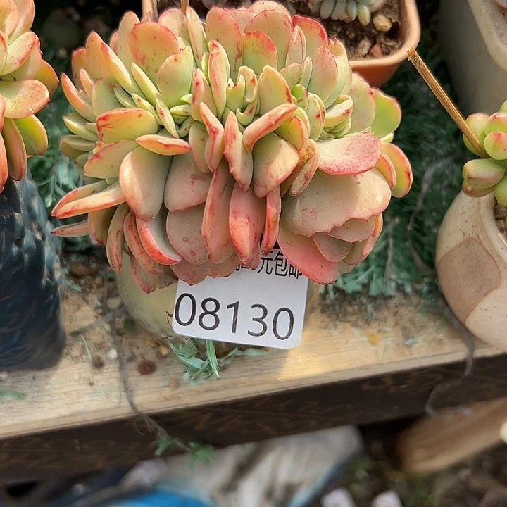 幸运儿的故事也是很