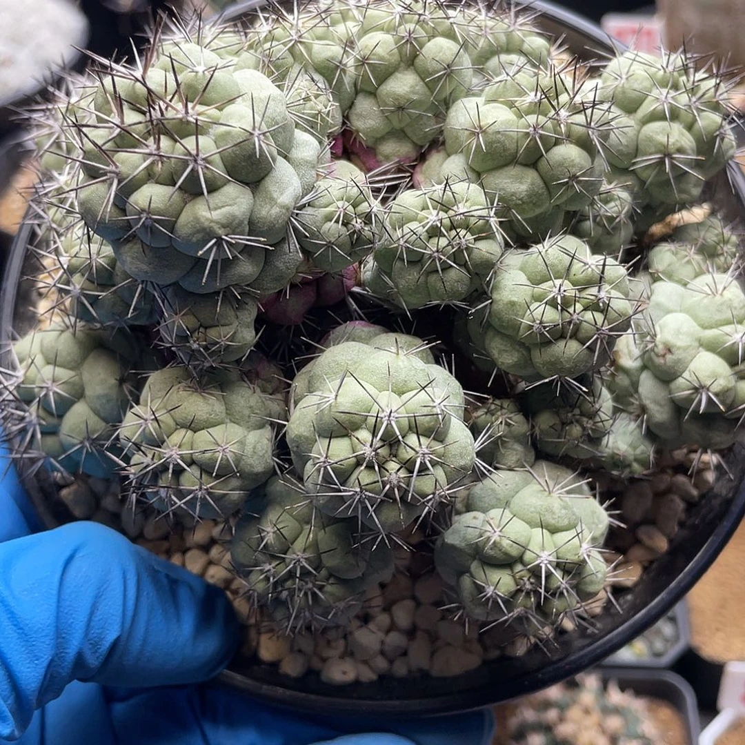 大玉帝王丸仙人球多肉植物
