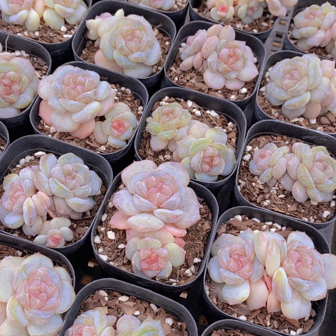 量拍65号 糖心白兰地双头一个