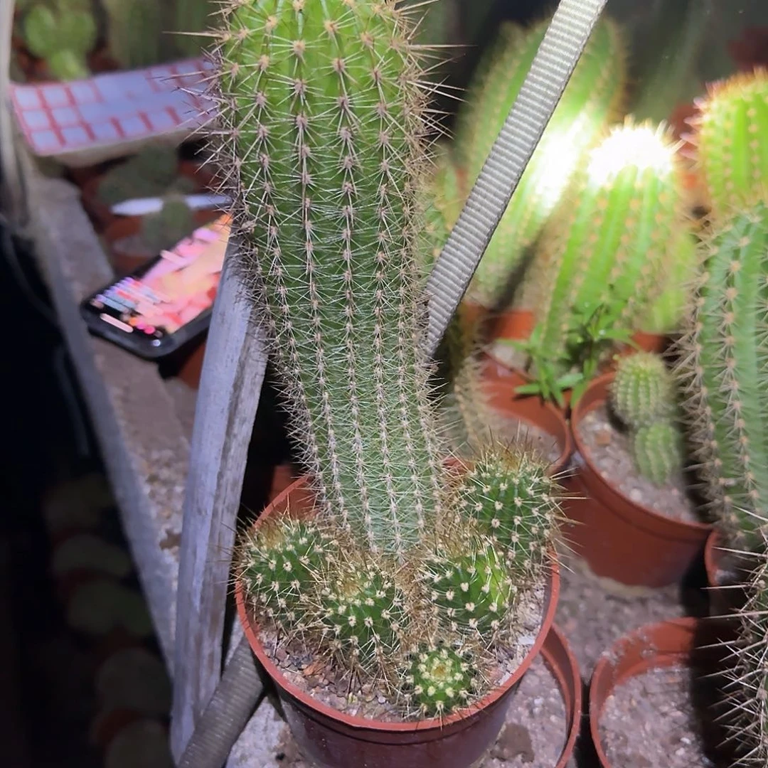 无花朵实生根毛花柱，保三个仔发货，不保高度