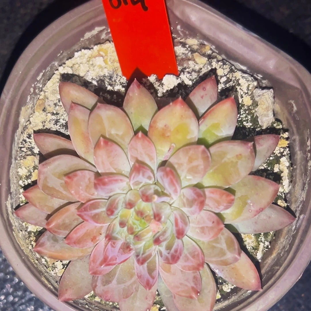 桔云多肉美人精品系列