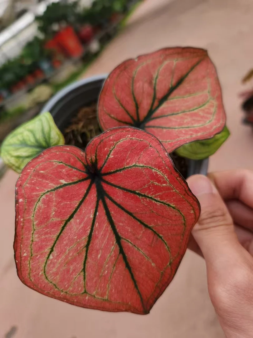 花都优选 彩叶芋 （紫妖艳）