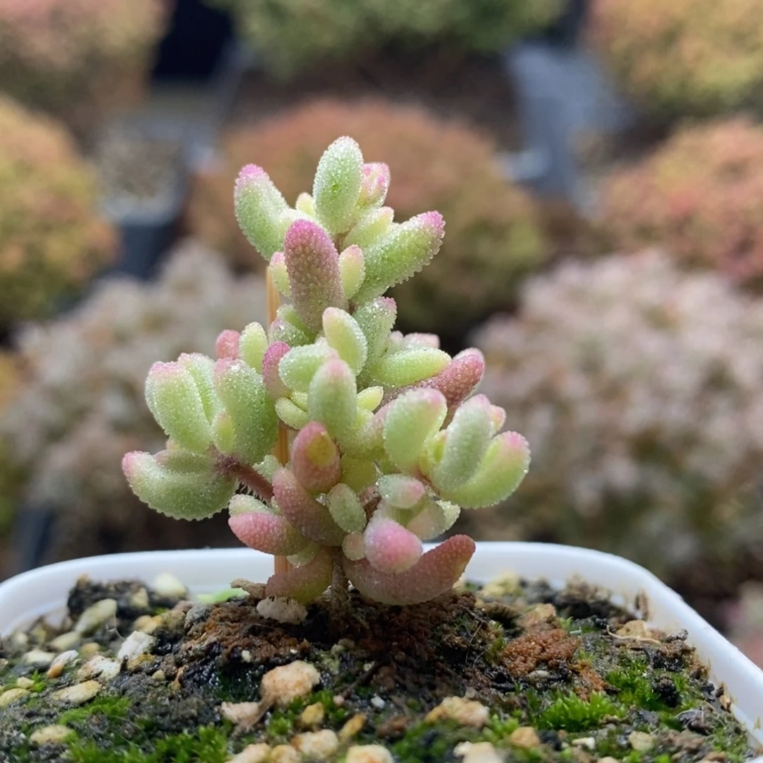 红宝石锦4577年后发货