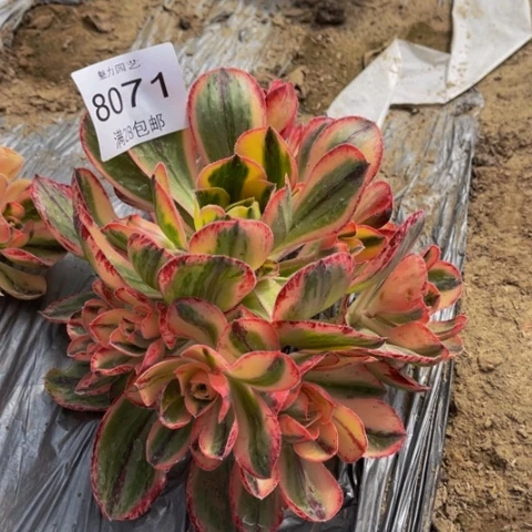 青花瓷多肉多的8071