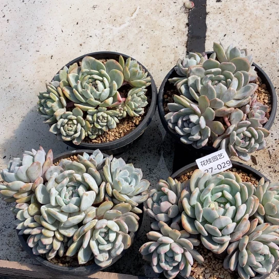 27-29石榴籽星影随机无砍图片