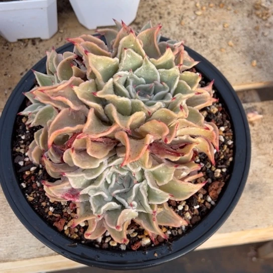 饺子皮 4个头 夏鸣园艺