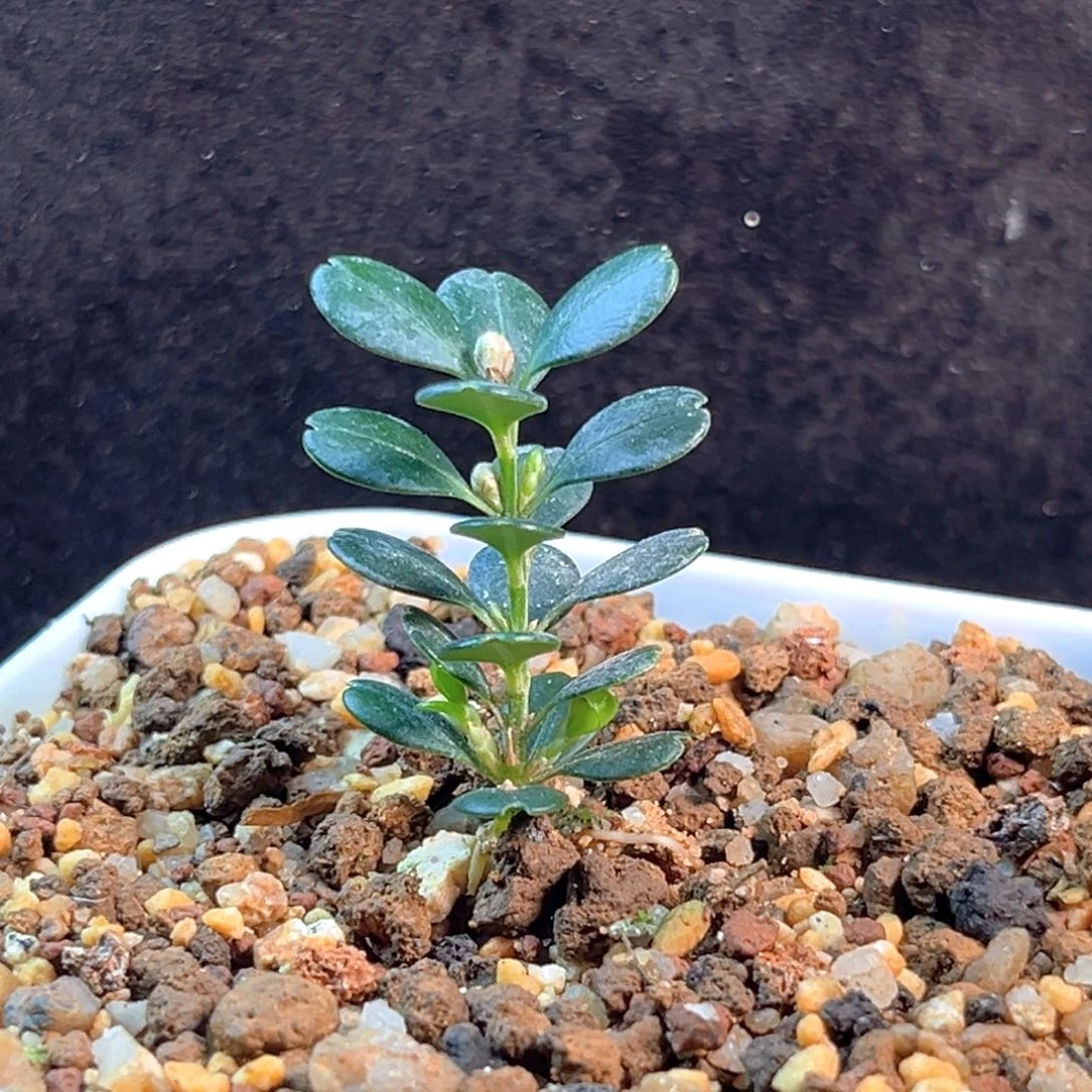 无花朵凤米黄杨一物一拍