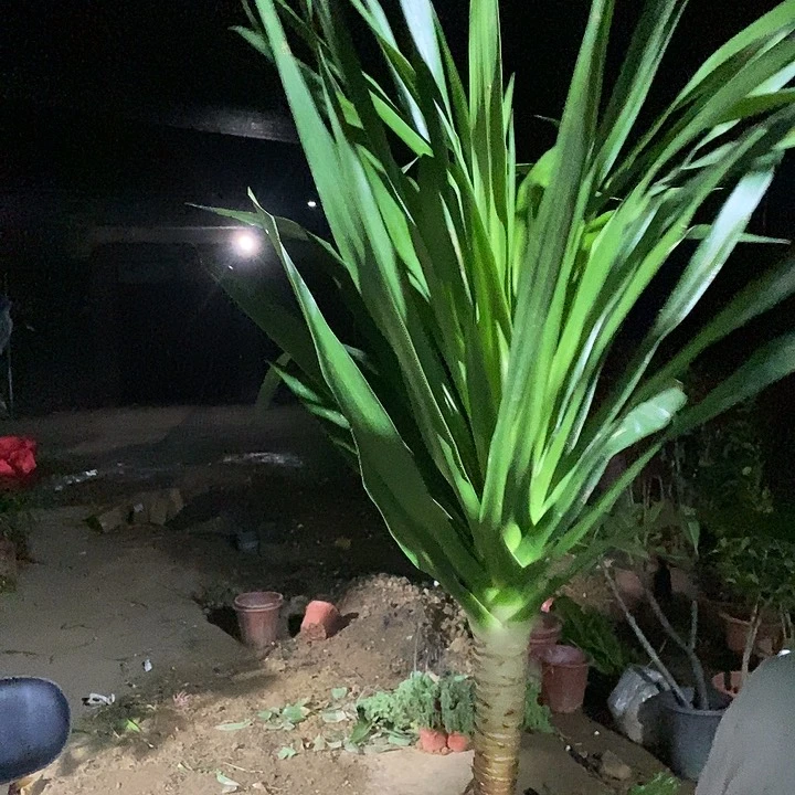 全部花苞处理单棵单条龙须裸根发货9.9的