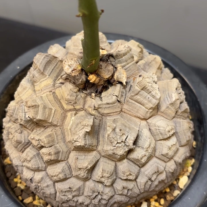5 号日系南非龟甲龙