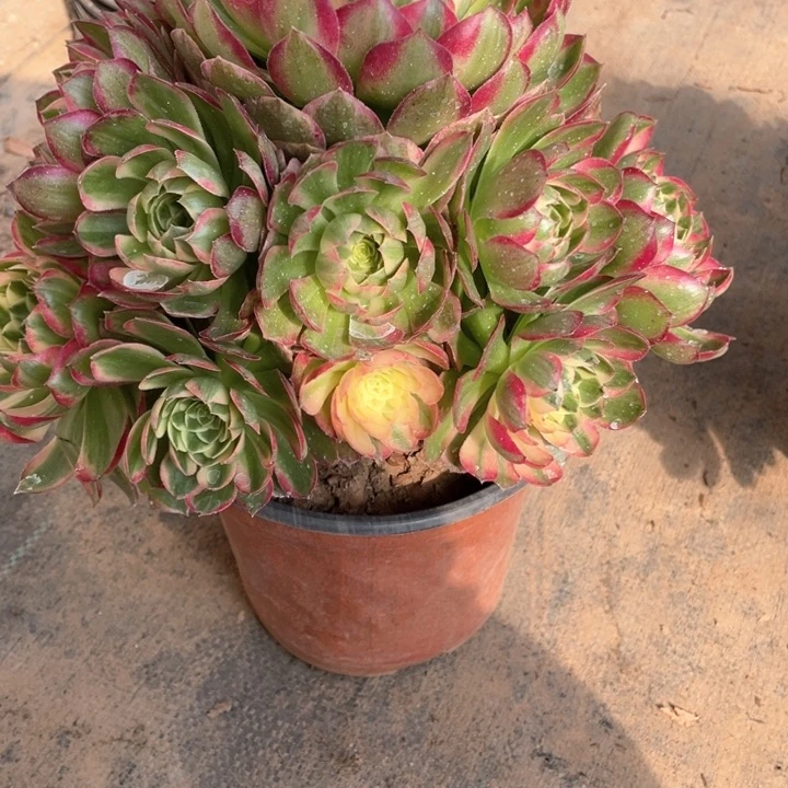 233海王多肉法师福利不包损