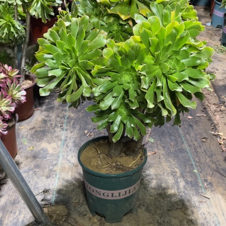 55原始绿法师缀化多肉植物多肉