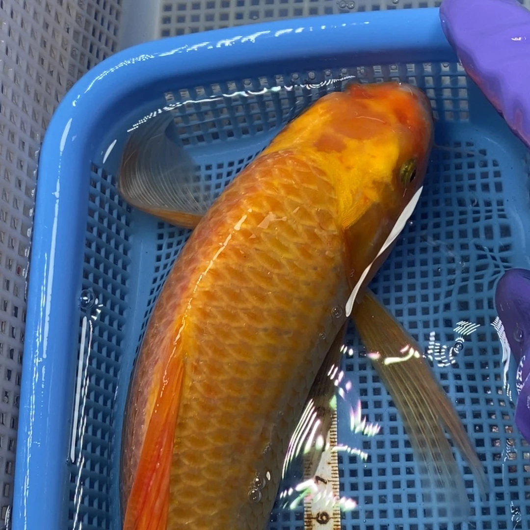 锦鲤冷水锦鲤包邮