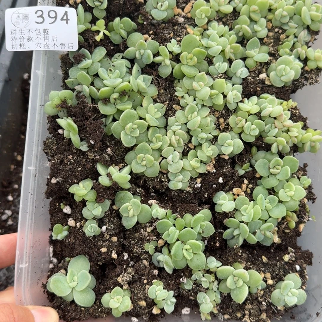 唐***意如图394编号205切糕一份不售后