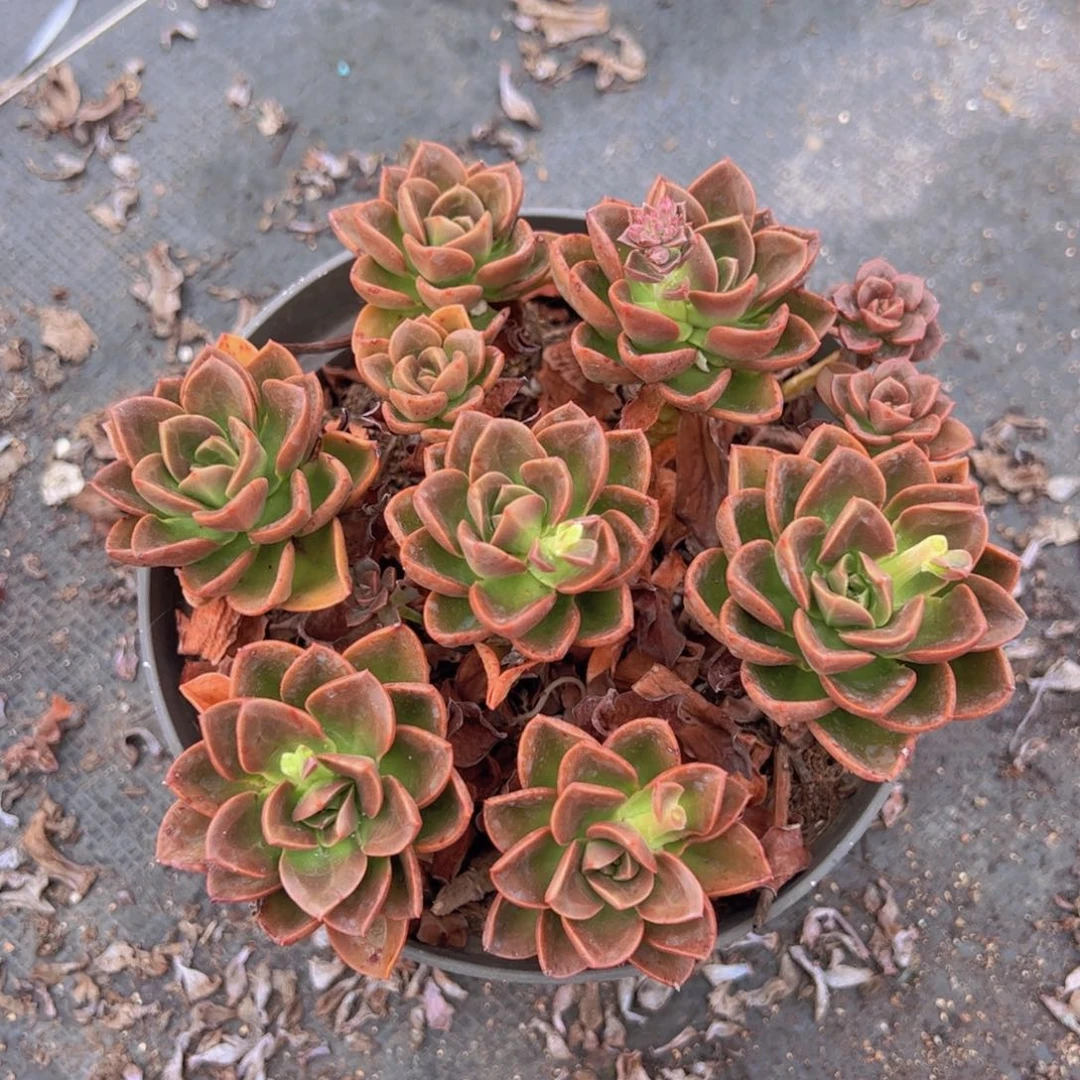 巧克力整装整群老桩