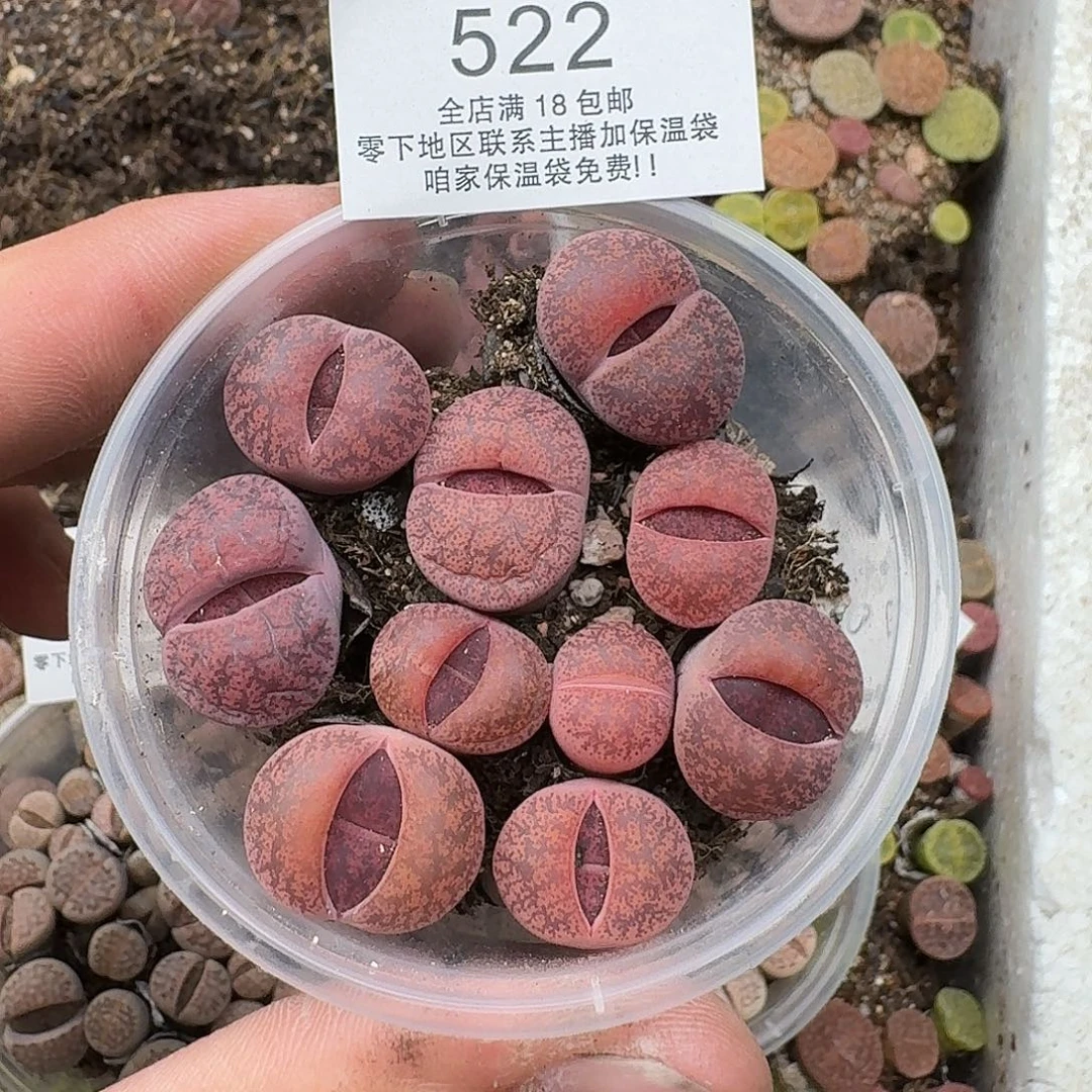 522 酒红紫薰三年满18包邮